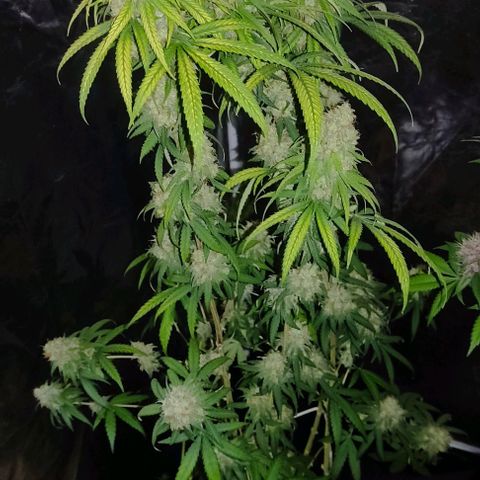 Alzheimer growlog photo: 49 dias de floração 