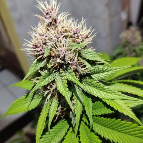 Kunk  growlog photo: 49 dias de floração 