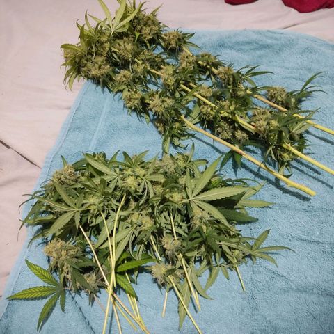 Alzheimer growlog timeline photo
