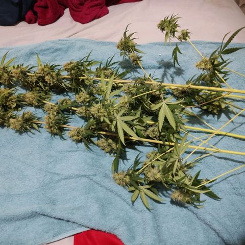 Alzheimer growlog timeline photo