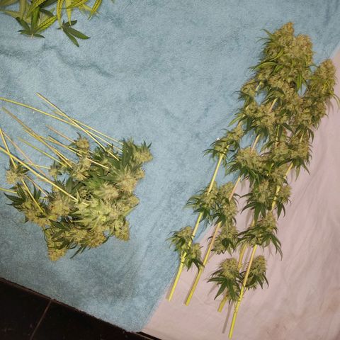 Alzheimer growlog timeline photo