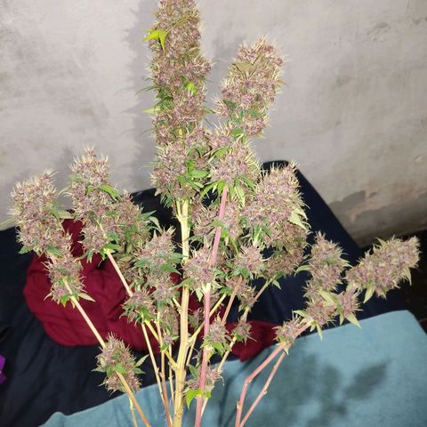 Kunk  growlog photo: Colheita

