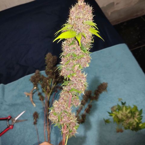 Kunk  growlog photo: Colheita
