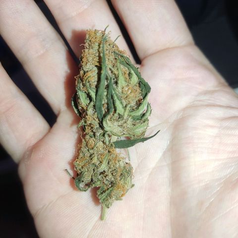 Alzheimer growlog timeline photo