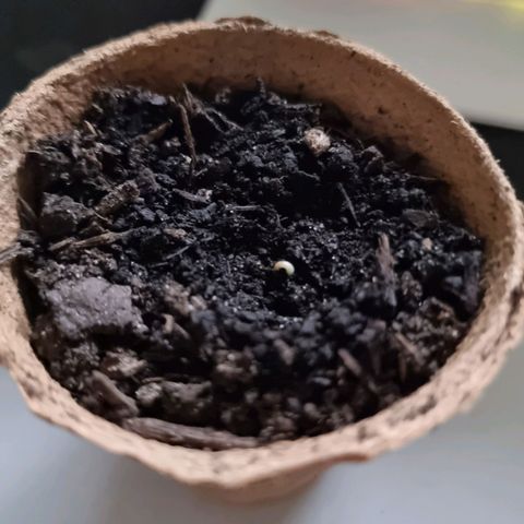 Lockdown Kush growlog photo: Ich war etwas ungeduldig und wollte nachsehen ob sich überhaupt etwas tut, aber zu meiner Erleichterung sah ich den kleinen Fratz