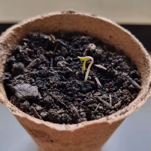 Lockdown Kush growlog timeline photo