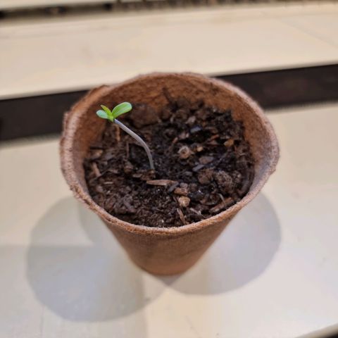 Lockdown Kush growlog timeline photo