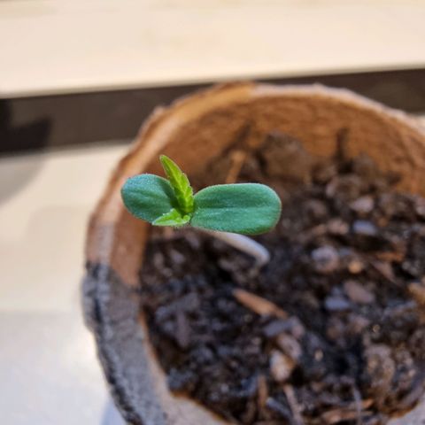 Lockdown Kush growlog timeline photo