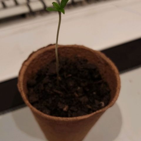 Lockdown Kush growlog timeline photo