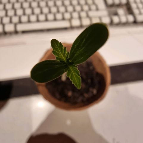 Lockdown Kush growlog timeline photo