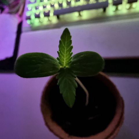 Lockdown Kush growlog timeline photo