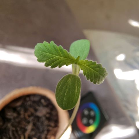 Lockdown Kush growlog timeline photo