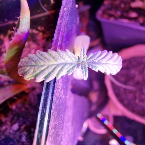 Lockdown Kush growlog timeline photo