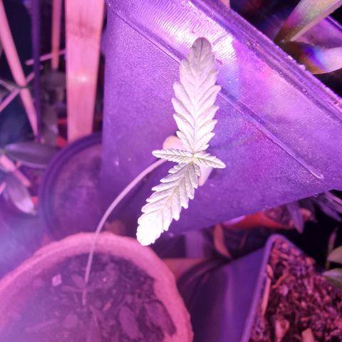Lockdown Kush growlog timeline photo