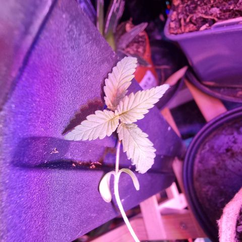 Lockdown Kush growlog timeline photo