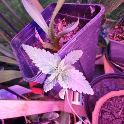 Lockdown Kush growlog timeline photo