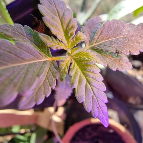 Lockdown Kush growlog timeline photo
