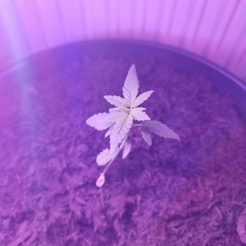 Lockdown Kush growlog timeline photo