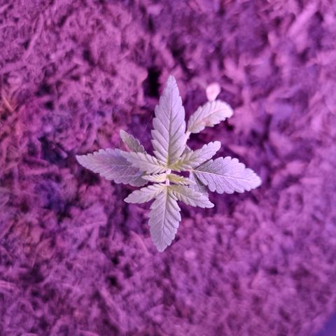 Lockdown Kush growlog timeline photo