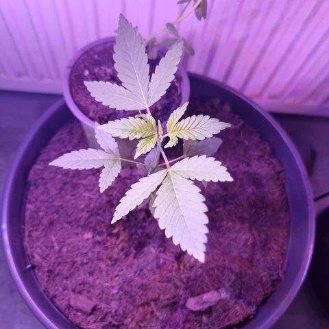 Lockdown Kush growlog timeline photo