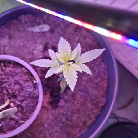 Lockdown Kush growlog timeline photo