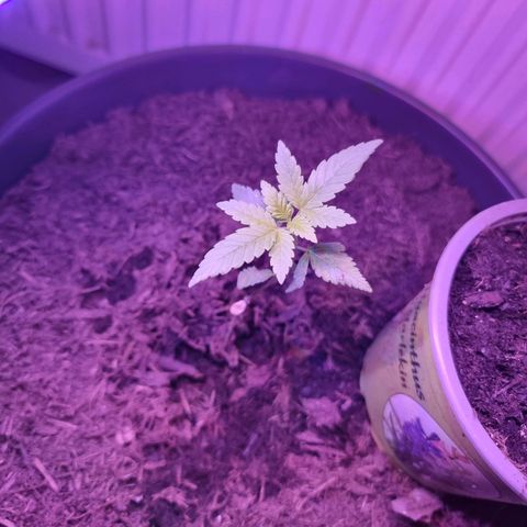 Lockdown Kush growlog timeline photo