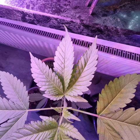Lockdown Kush growlog photo: Das erste große 5 Teilige Blatt