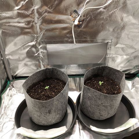 HMMM growlog timeline photo