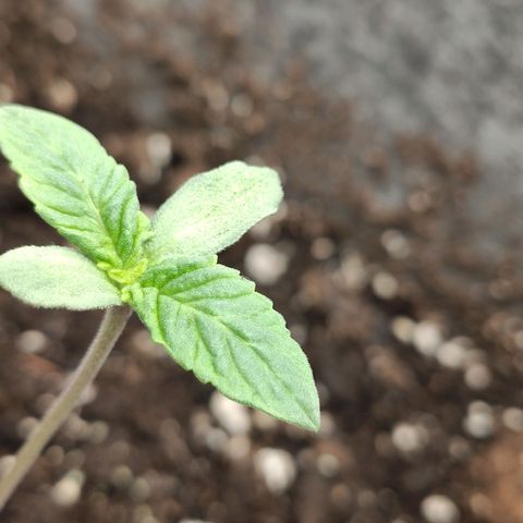 HMMM growlog timeline photo