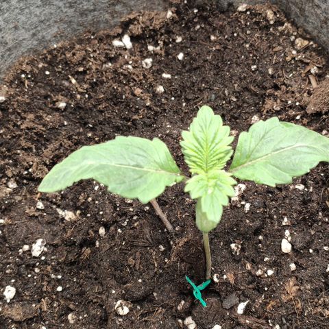 HMMM growlog timeline photo