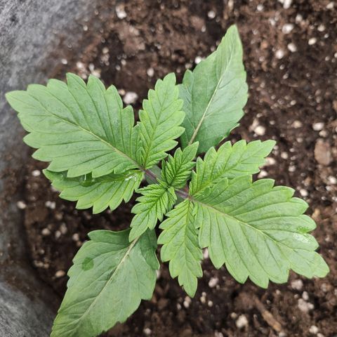 HMMM growlog timeline photo