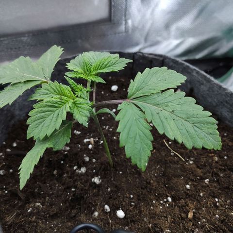 HMMM growlog photo: After replanting
