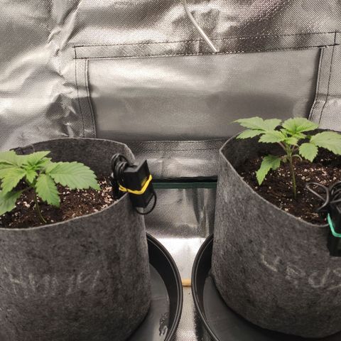 HMMM growlog photo: After watering