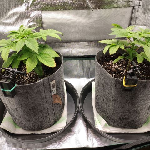 HMMM growlog photo: Right after the flush