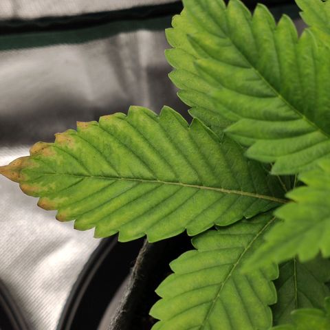HMMM growlog timeline photo