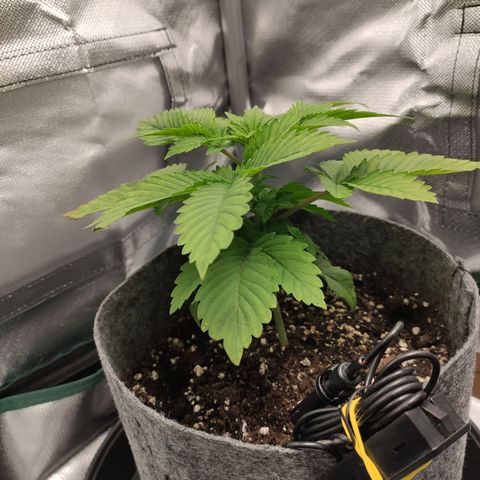 HMMM growlog timeline photo