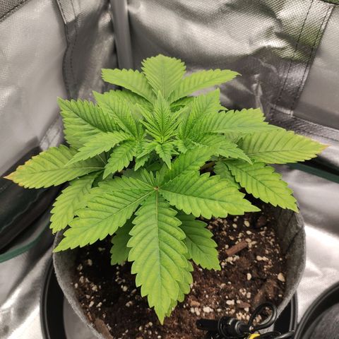 HMMM growlog timeline photo
