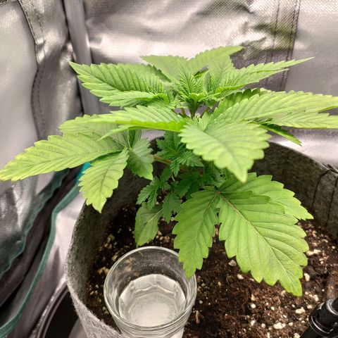 HMMM growlog timeline photo