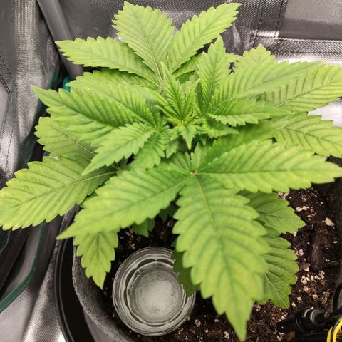 HMMM growlog timeline photo