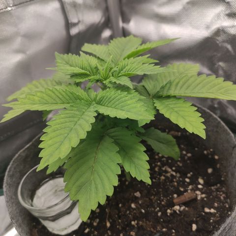 HMMM growlog timeline photo