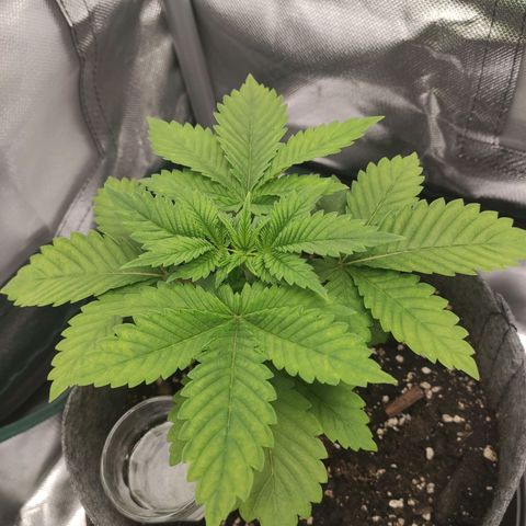 HMMM growlog timeline photo