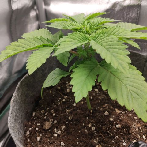 HMMM growlog timeline photo