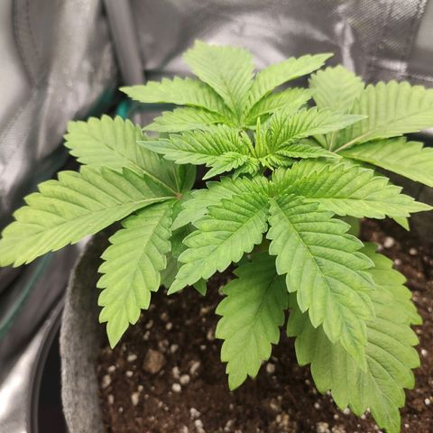 HMMM growlog timeline photo