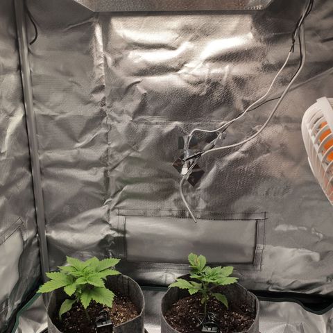 HMMM growlog timeline photo