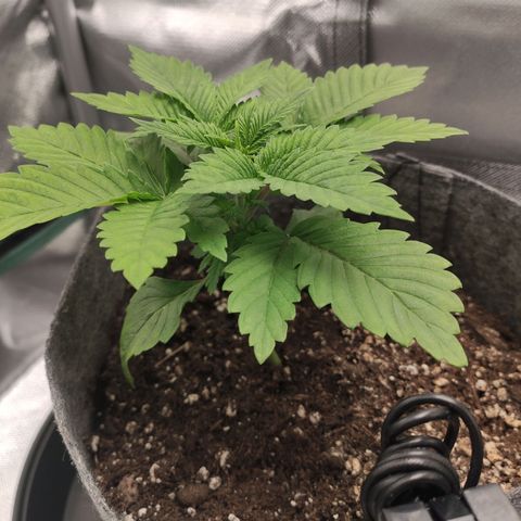 HMMM growlog timeline photo