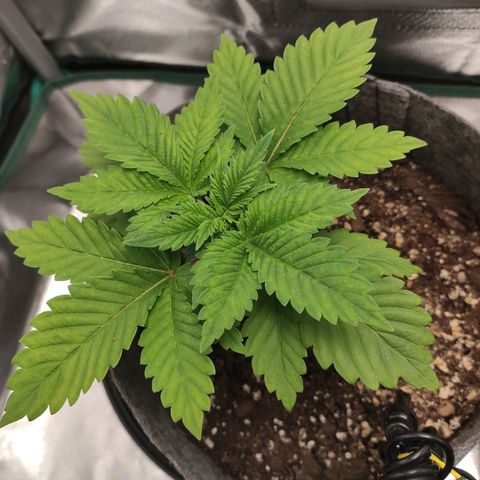 HMMM growlog timeline photo