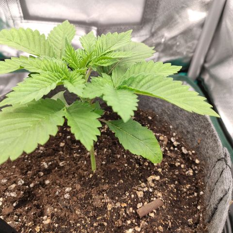 HMMM growlog timeline photo