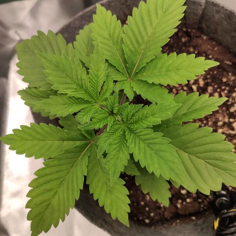 HMMM growlog timeline photo