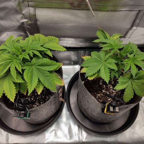 HMMM growlog timeline photo