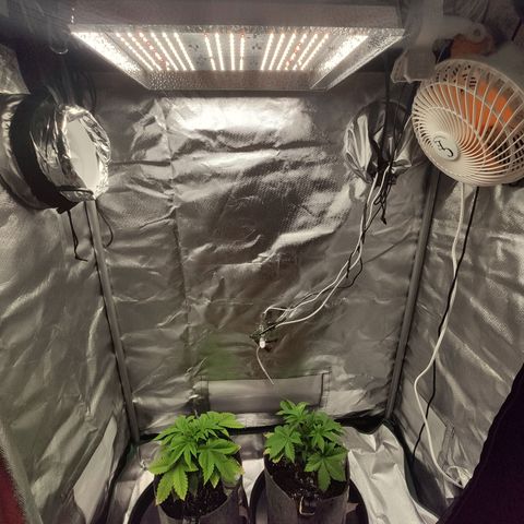 HMMM growlog timeline photo